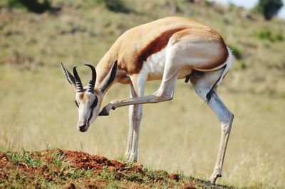 Antelope standing in lions park johannesburg, south africa