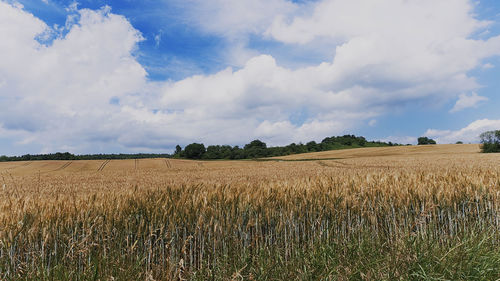 Scenic view of agricultural field against sky