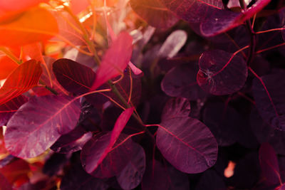 Close-up of autumnal leaves on plant