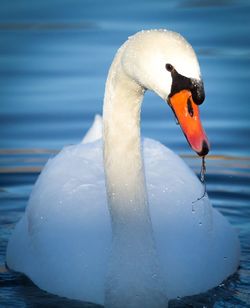 Close-up of swan in lake