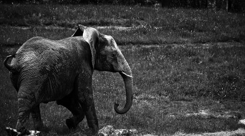 Side view of elephant standing on field