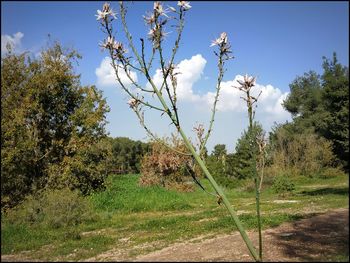 Trees on field against sky