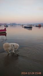 View of dog drinking water from boat