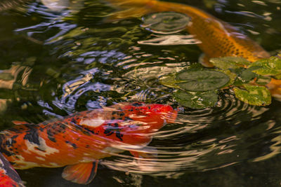 High angle view of koi carp swimming in pond