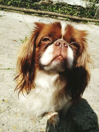 Close-up portrait of dog