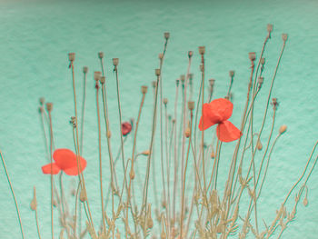 Close-up of red poppy flowers