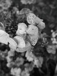 Close-up of wilted flowering plant