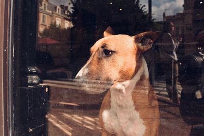 View of dog looking through window