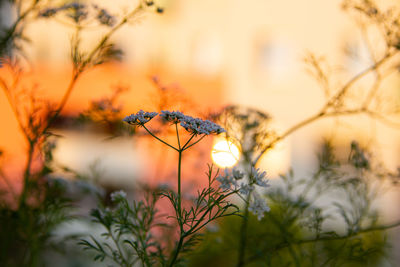 Close-up of plant against blurred background