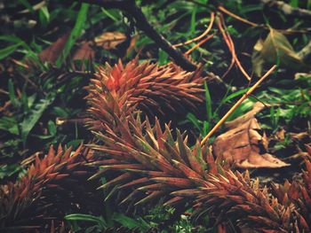 Close-up of dry leaves on field