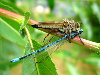 Close-up of grasshopper on plant