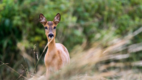 Portrait of deer