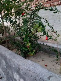 High angle view of flowering plants by wall