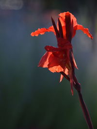 Close-up of red flowering plant