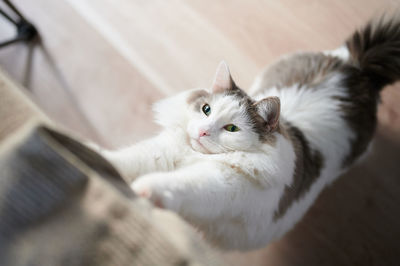 High angle view of cat stretching at home