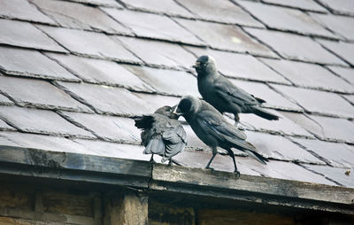 Juvennile jackdaw begging for food from the adult birds