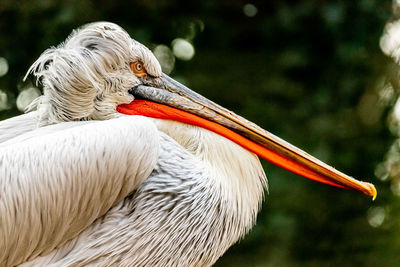 Close-up of pelican