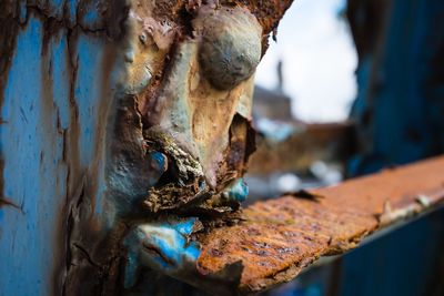 Close-up of tree trunk