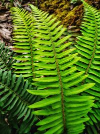 High angle view of fern leaves on field