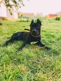 Portrait of dog relaxing on field