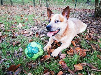 Dog lying down on field