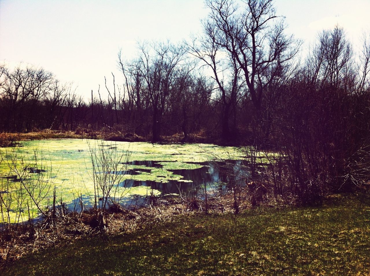 water, tranquility, tranquil scene, tree, scenics, nature, clear sky, lake, grass, beauty in nature, bare tree, sky, river, lakeshore, non-urban scene, day, plant, idyllic, outdoors, remote