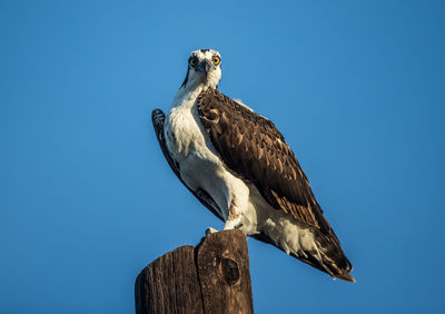 Low angle view of eagle perching on wooden post against sky