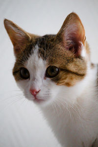 Close-up portrait of cat