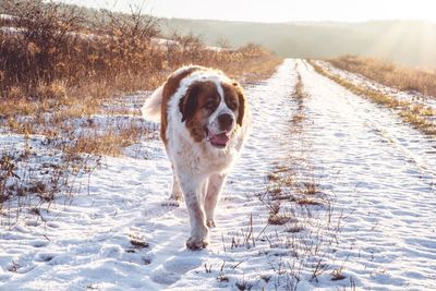 Dog on snow field