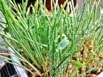Close-up of grass in water