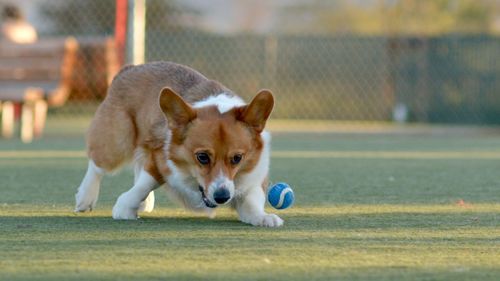 Portrait of dog running outdoors