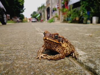 Close-up of lizard on ground