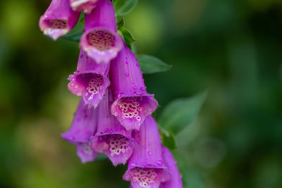 Close-up of wet purple flowers blooming outdoors