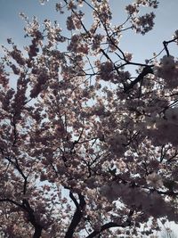 Low angle view of cherry blossoms in spring