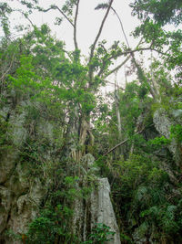 Low angle view of trees in forest