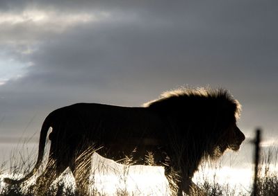 Side view of silhouette lion on land against sky during sunset