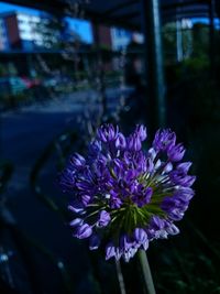 Close-up of purple flower blooming outdoors