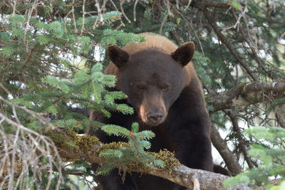 Low angle view of giraffe on tree in forest