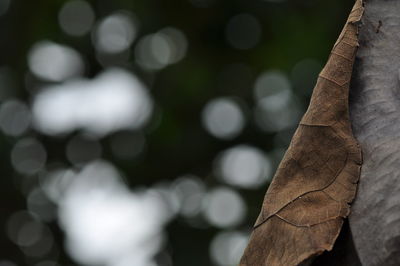 Close-up of tree against blurred background