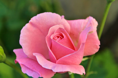 Close-up of pink rose