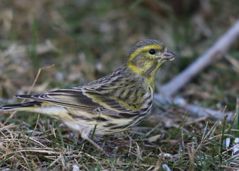 Close-up of a bird perching on a field