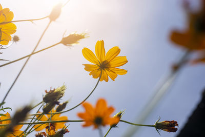 Close-up of yellow cosmos flower against sky