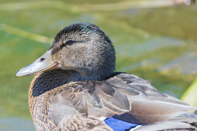 Close-up of sparrow on lake