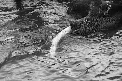 Close-up of turtle swimming in river