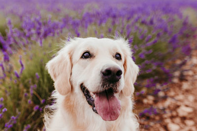 Close-up portrait of a dog on field