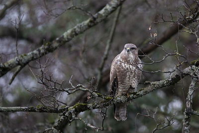 A close-up of a common buzzard, a species of raptor, perched in a leafless tree.