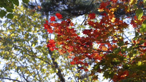 Low angle view of maple leaves on tree