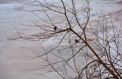 Bare tree by lake against sky during winter