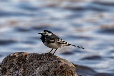 Close-up of bird perching on rock