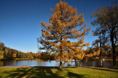 Trees by lake against clear sky during autumn